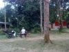 D Congkak Forest